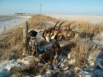 Go Back Pix For Pheasant Hunting Wallpaper