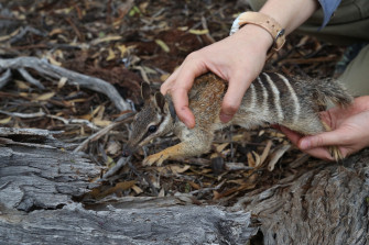 Numbat Wallpaper Animal Hq Picture