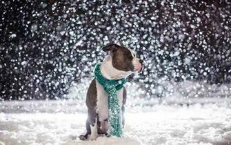 Pit Bull Dog Daily Background In HD