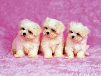 Cute Dogs Wallpaper Pixel Animal HD