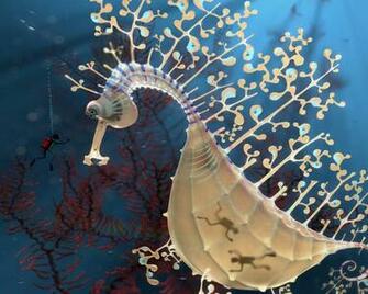 Seahorse Funny Art HD Wallpaper