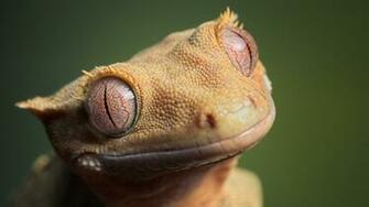 HD Wallpaper Desktop Reptile