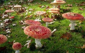 Mushroom Computer Wallpaper Desktop Background Id