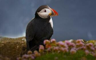 Atlantic Puffin Wallpaper