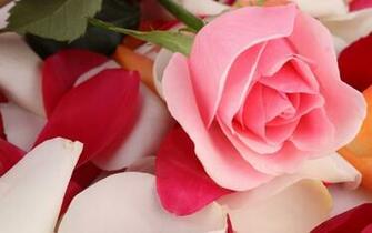 Image Hi Shayari Beautiful Flower Wallpaper For Your