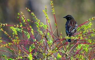 Pacific Northwest Bird Photography Wallpaper Animal