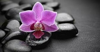 Spa Flower Custom Wallpaper Zen