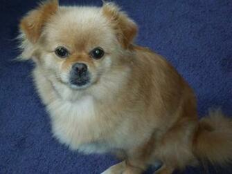 Pomeranian Mix Puppies Desktop Background Dogbreedswallpaper