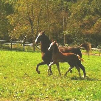 American Saddlebred Hot Girls Wallpaper