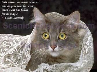 And Quotes Screensaver Cats