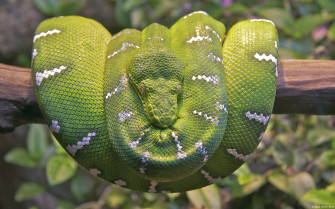 Anaconda Wallpaper