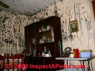 For Mold Control Plaster Walls Home Mildew Cleaners Feb Get Behind
