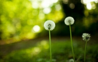 Dandelion Flowers Wallpaper Desktop