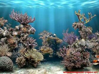 3d Fish Wallpaper Widescreen HD Background