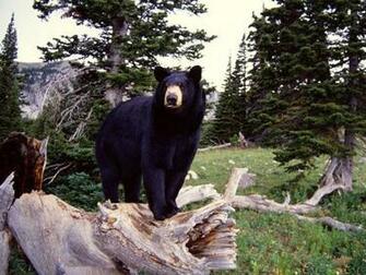 Black Bear Wallpaper