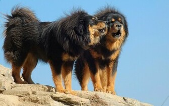 Tibetan Mastiff HD Wallpaper Atlas Animation