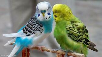 Budgie Parrots Budgerigars Birds Blue Green HD Widescreen