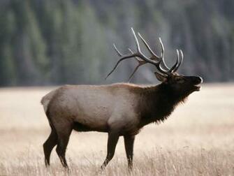 Elk Wallpaper Bull