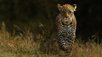 Leopards 4k Wallpaper HD Animals Image