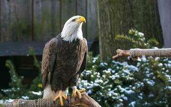 Bald Eagle Computer Wallpaper Desktop Background