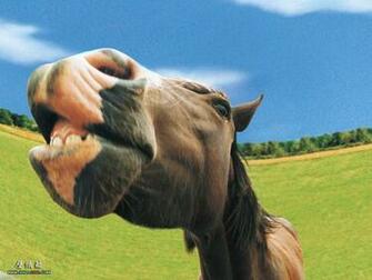 Up Animal Photos Goofy Farm Animals Funny Farmyard Wallpaper
