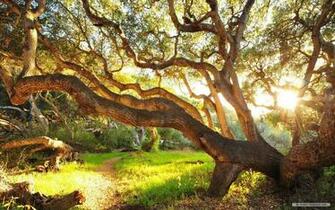 Wallpaper Nature Sunshine And Trees