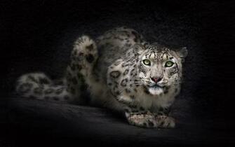 Wildcat HD Wallpaper At Wallpaperbro