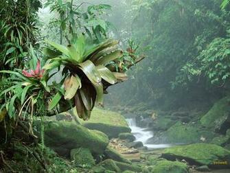 Nature Wallpaper Tropical Forest I Celebes