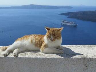 Image On Santorini Cat Cruise Cats