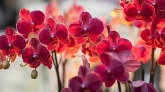 Phalaenopsis Red Spring Wallpaper Fever Storms Flowers