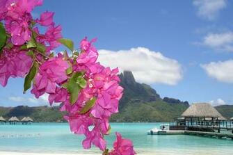 Wallpaper Sea Beach Flower Summer House Landscapes