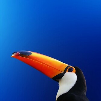Toucan Wallpaper iPadwallpaperhop