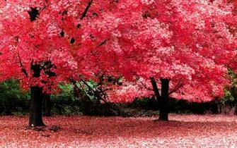 High Resolution Widescreen Nature Wallpaper Full HD