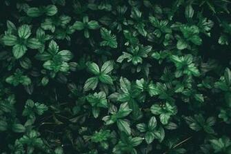 Grey And Green Aesthetic Wallpaper Top