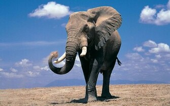Cute Elephant Wallpaper HD Cool Walldiskpaper