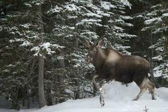 Winter Play National Geographic Photo Contest