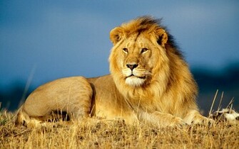 African Lion King Wallpaper HD