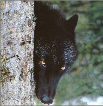 Black Wolf HD Wallpaper Desktop