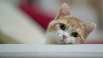 Cat Wallpaper Resolution
