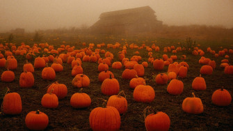 Cute Halloween Wallpaper