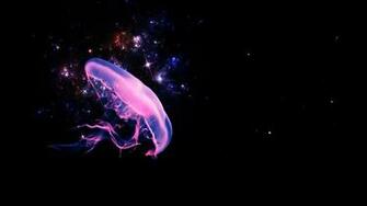 Jelly Fish Computer Wallpaper Desktop Background Id