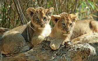 Lion Cubs Wallpaper
