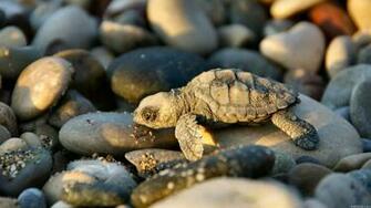 Weekly Wallpaper Say Aw To These Baby Animals Lifehacker