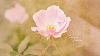 Am A Survivor Wallpaper Pink Flower Photo Kate Net Created