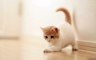 Funny Cat Wallpaper iPhone Wallpaperlepi