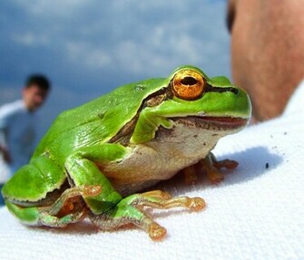 Funny Frogs HD Wallpaper Pictures Image