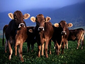 Mi Fondo De Pantalla Gratis Naturaleza Vacas