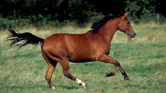 Wild Quarter Horse Wallpaper