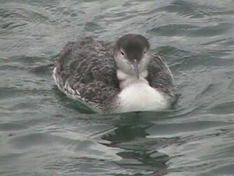 Common Loon Pictures Wallpaper Of