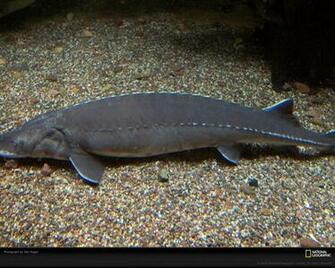 Best Sturgeon Wallpaper